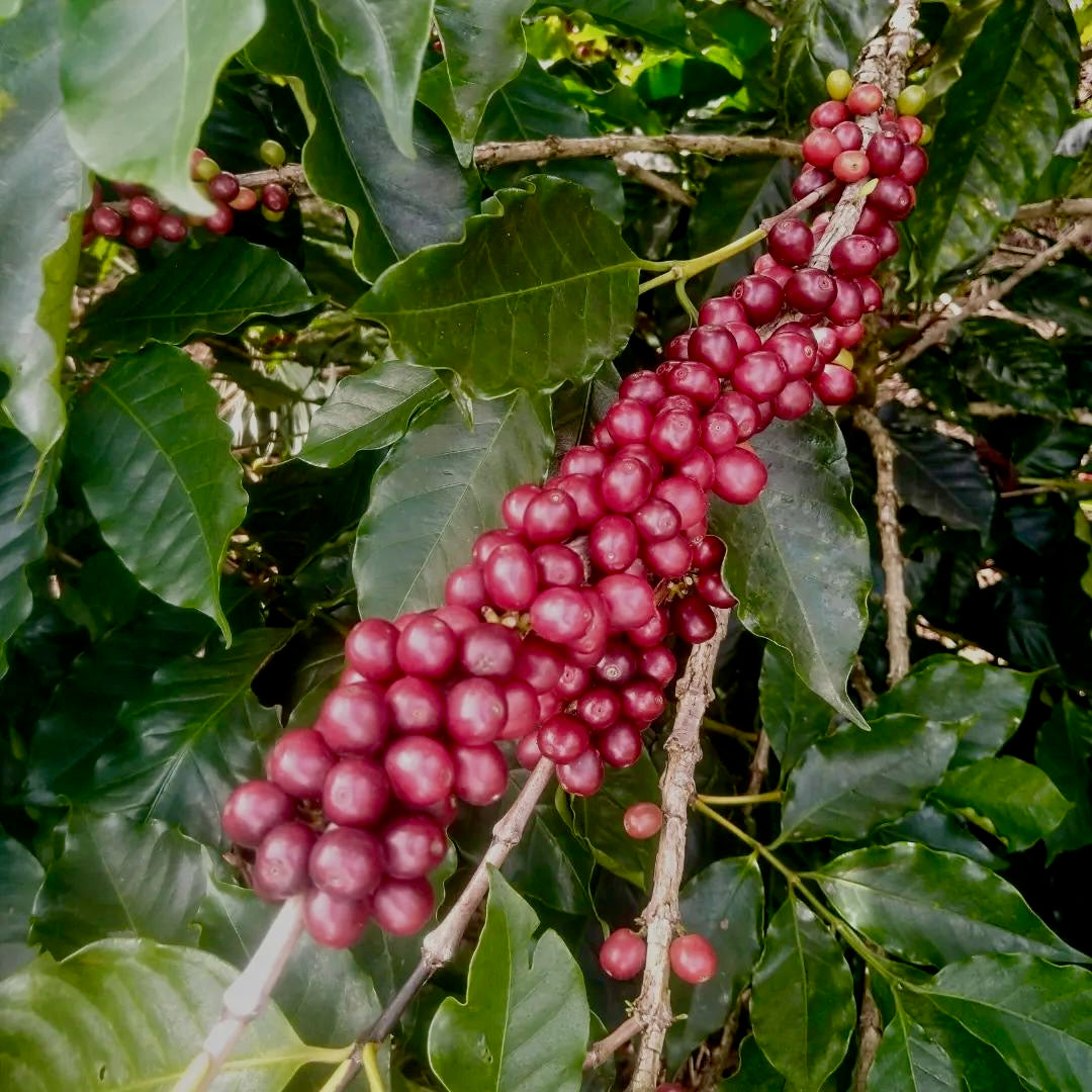 881 Nicaragua: Limoncillo, Ethiosar, Honey