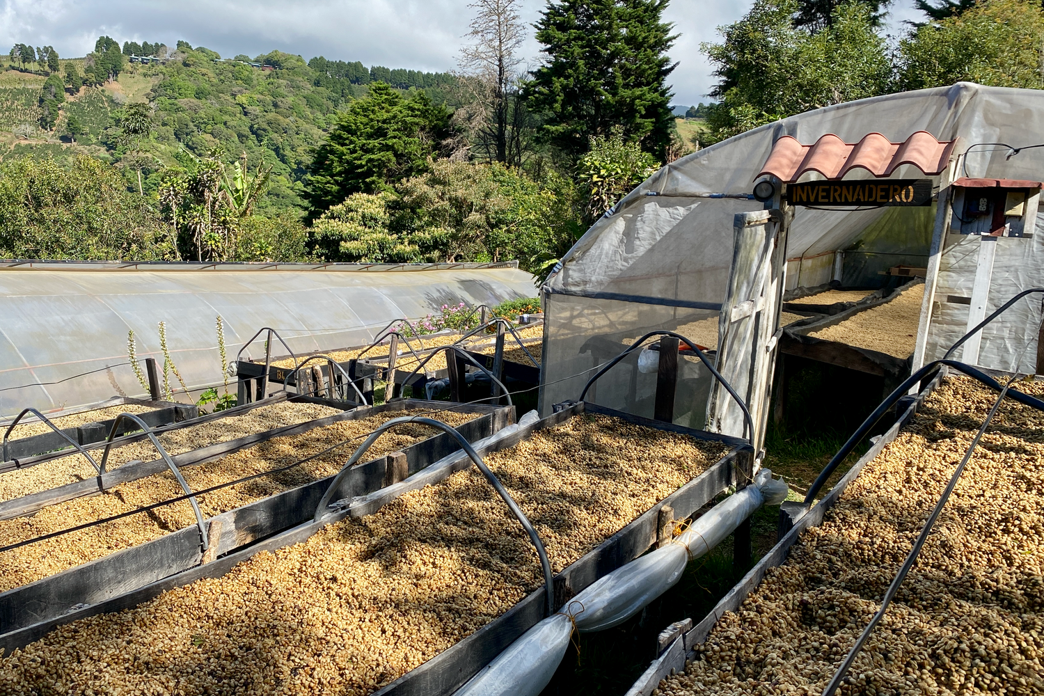 Honey processed coffee beans drying on raised beds at ARBAR in the Western Valley of Costa Rica