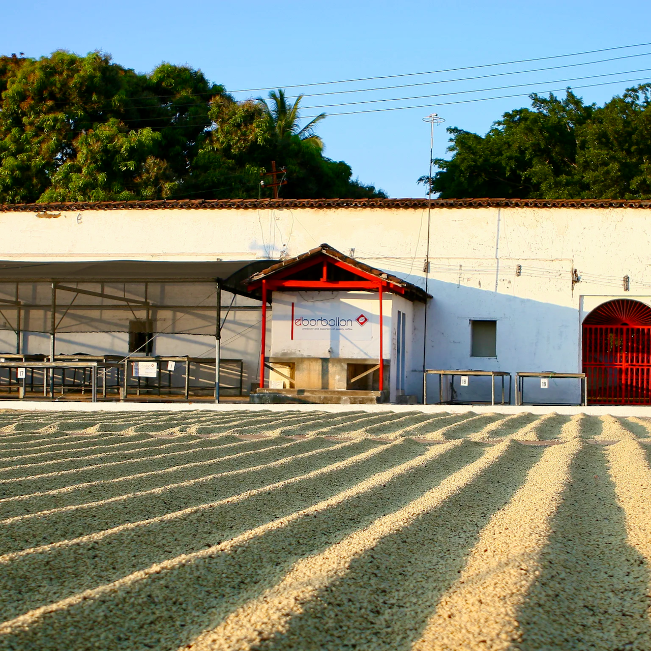 902 - El Salvador: El Borbollon, Pacamara, Natural