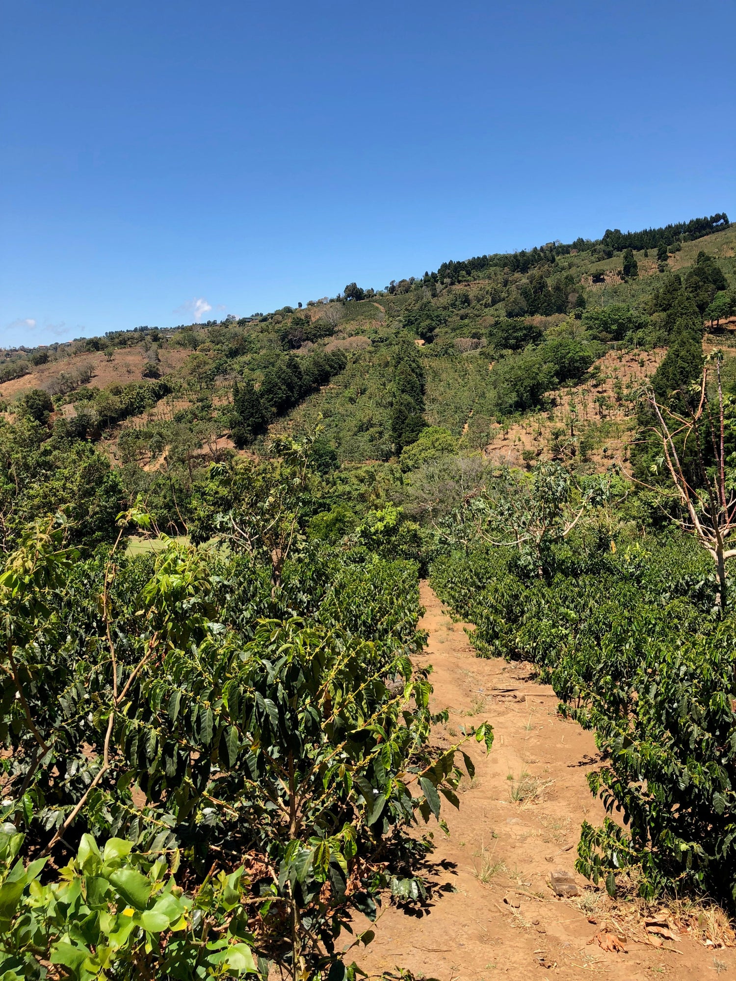 Ep. 829 Costa Rica Finca Licho Yellow Honey Villa Sarchi