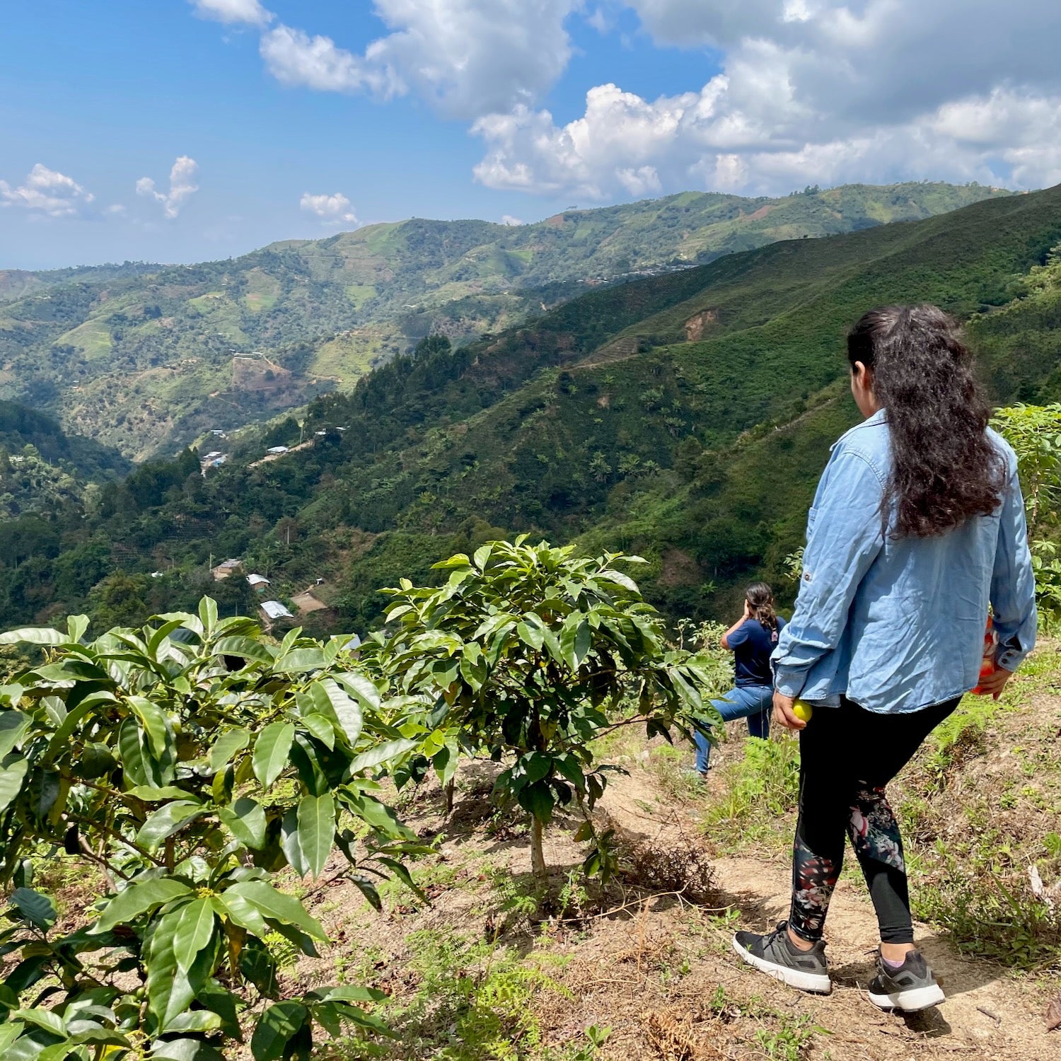852 Peru Lali Guevara Catuai Rosado (Organic)