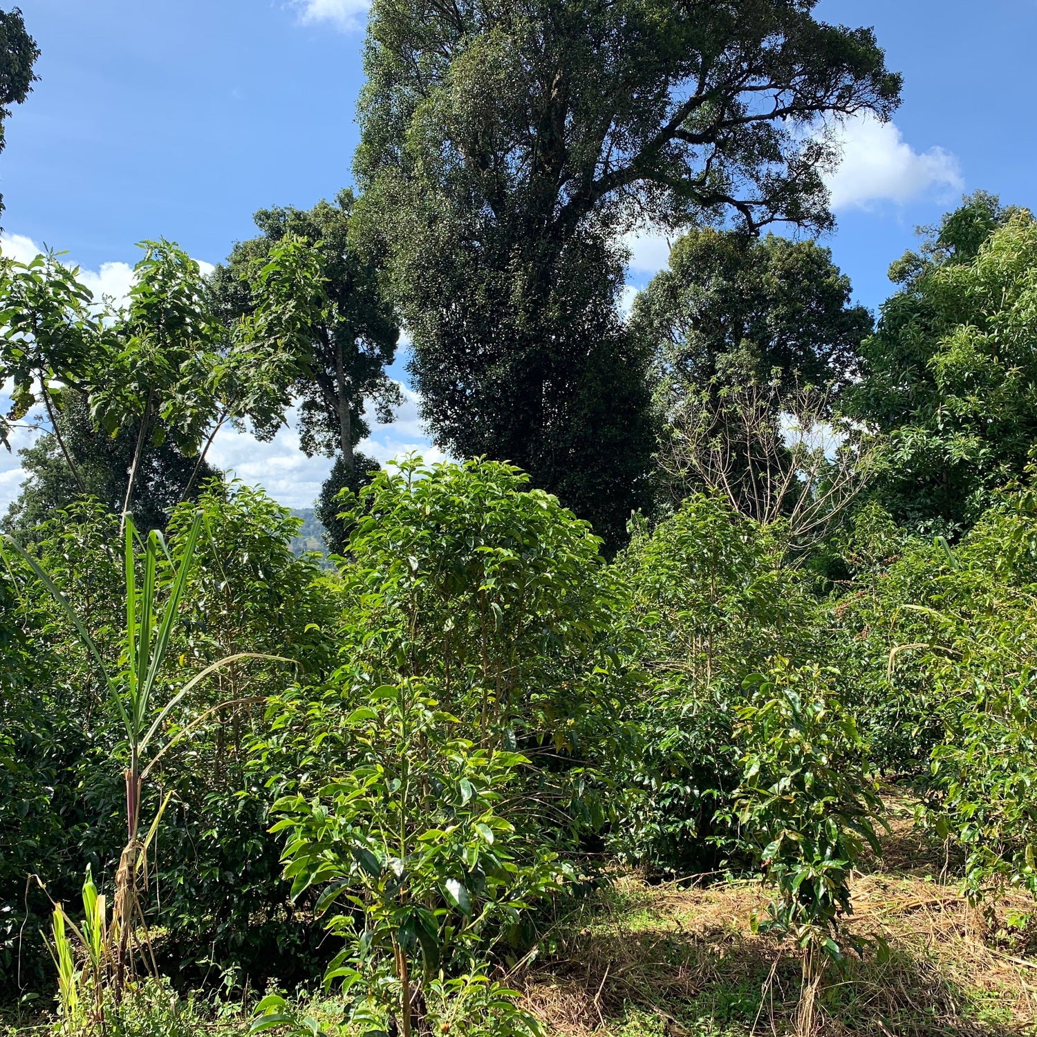 Ep. 771 Ethiopia Ana Sora Natural