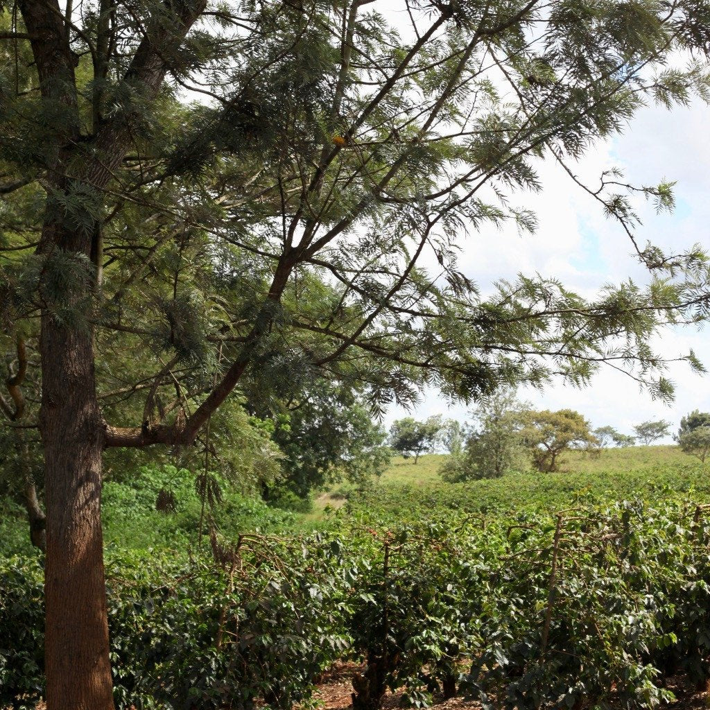 Ep. 822 Kenya Kiriga Peaberry