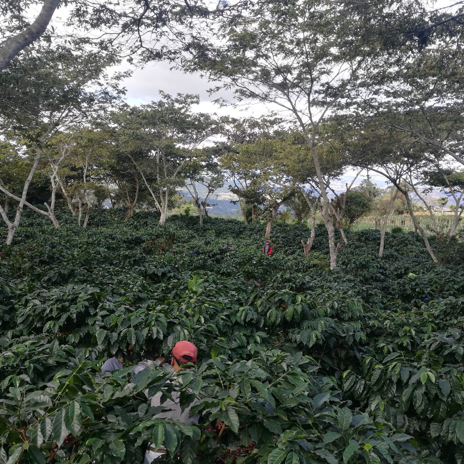 890 Guatemala: El Limon, San Ramon