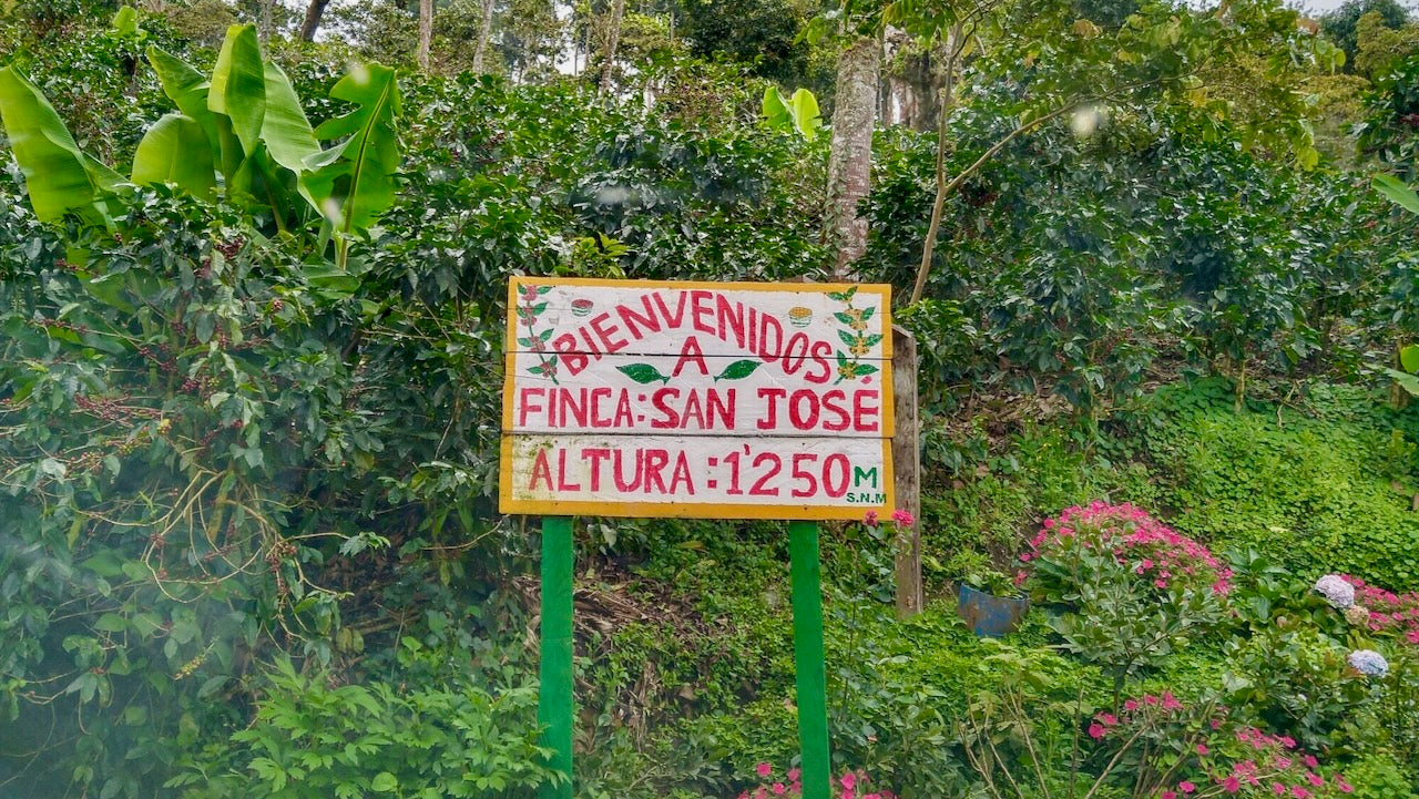 Ep. 779 Nicaragua Finca San Jose Natural Catuai