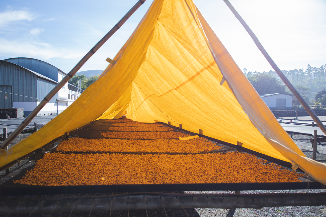 Ep. 805 Brazil Fazenda Cachoeira da Grama Natural Canario