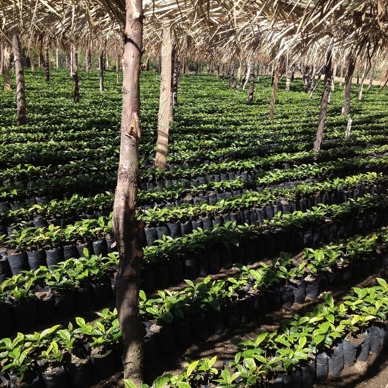 846 Bolivia Brenda Palli Mosto Washed
