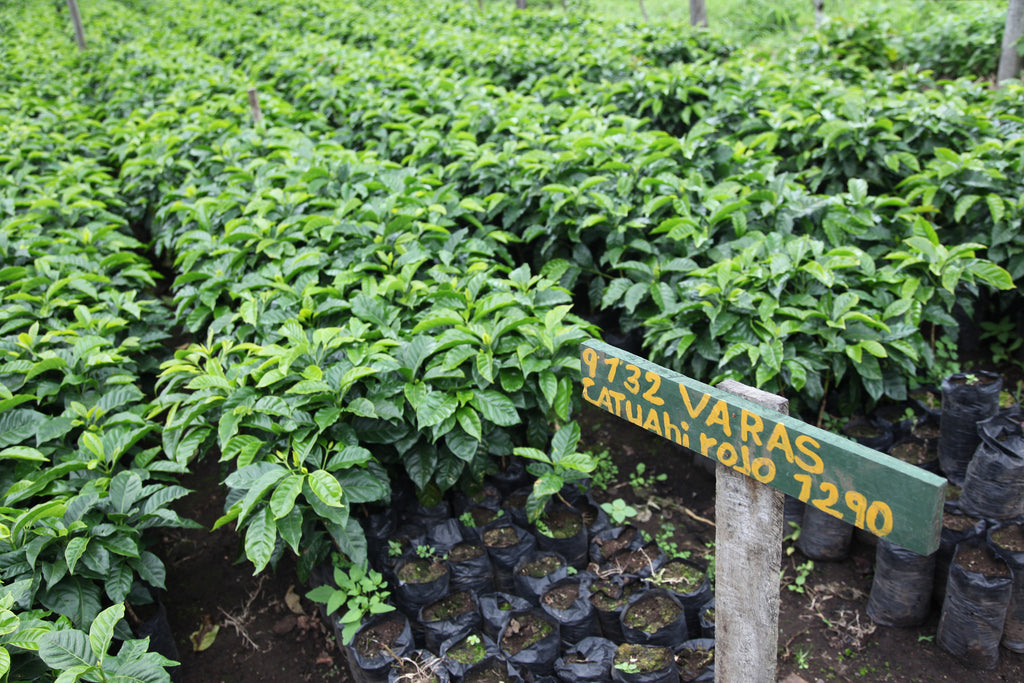 Red Catuai growing at Finca La Escondida