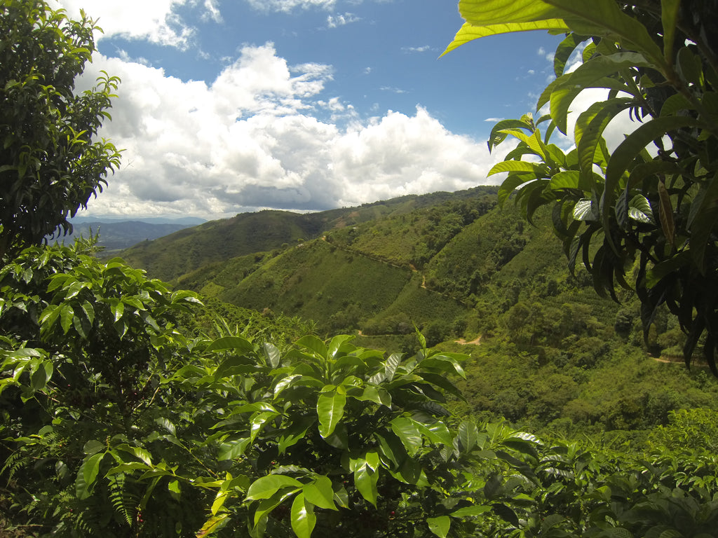 The view over Finca La Chorrera in Pitalito, Colombia