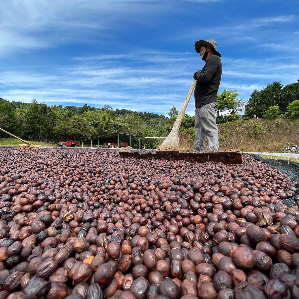 Coffee drying and being looked after by one of the Aguilera brothers at the Aguilera Bros micromill in Naranjo, Costa Rica