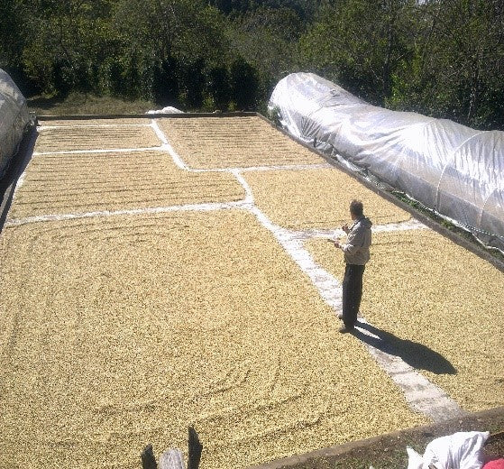 La Alondra, Francisco Morazán, Honduras | Hasbean.co.uk