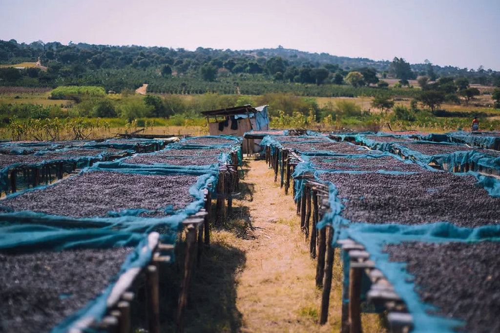 Ripe cherries sundrying on raised African beds