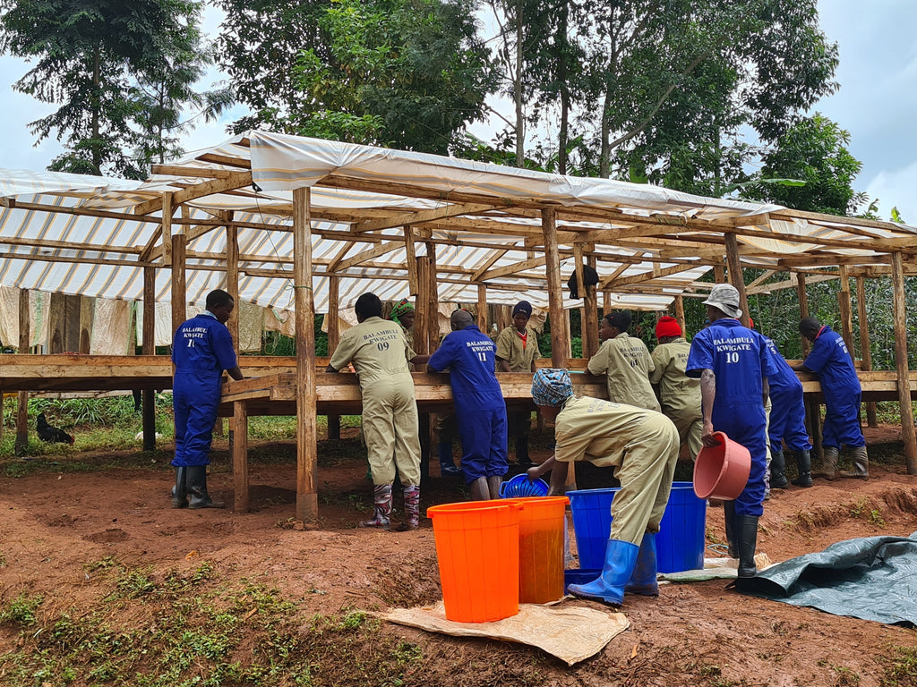 Workers arrange the coffee cherries onto the raised drying beds at Bulambuli Washing Station | Hasbean.co.uk