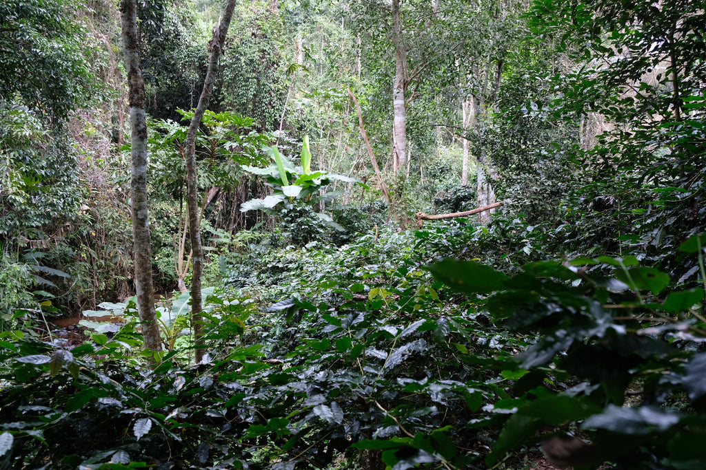 Nui Intakad & Aoy Jaisooksern's coffee farm in Doi Saket, Chiang Mai, Thailand | Hasbean.co.uk