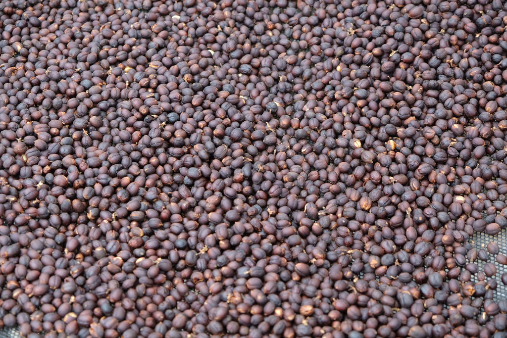 Drying coffee cherries at Nui Intakad & Aoy Jaisooksern's coffee farm in Doi Saket, Chiang Mai, Thailand | Hasbean.co.uk