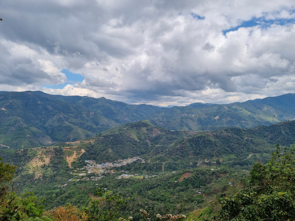 Coffee growing at El Cedro, Colasay, Jaen, Peru