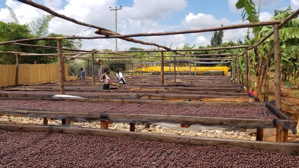 Coffee drying on raised beds at Bulambuli Washing Station | Hasbean.co.uk