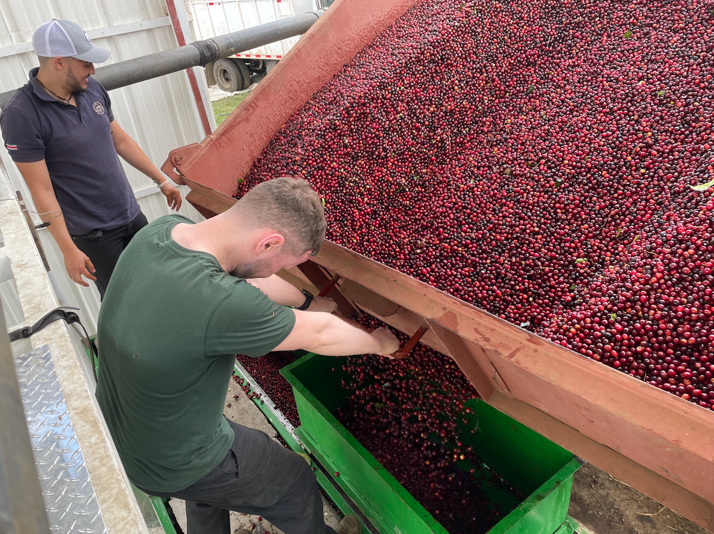 Davian Campos from Exclusive Coffees and Ozone Head of eCommerce Chris Price helping process coffee at the Don Joel micromill