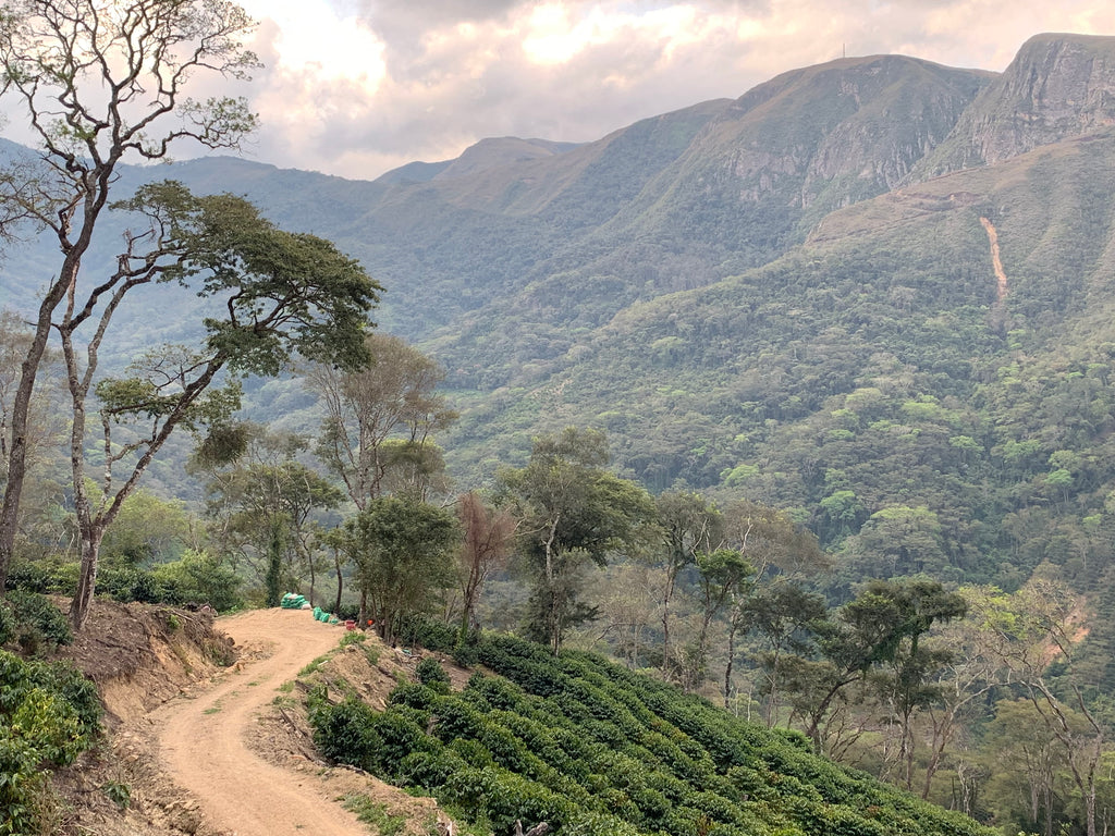 Finca Las Alasitas. Bolinda, Caranavi, Yungas, Bolivia | Hasbean.co.uk