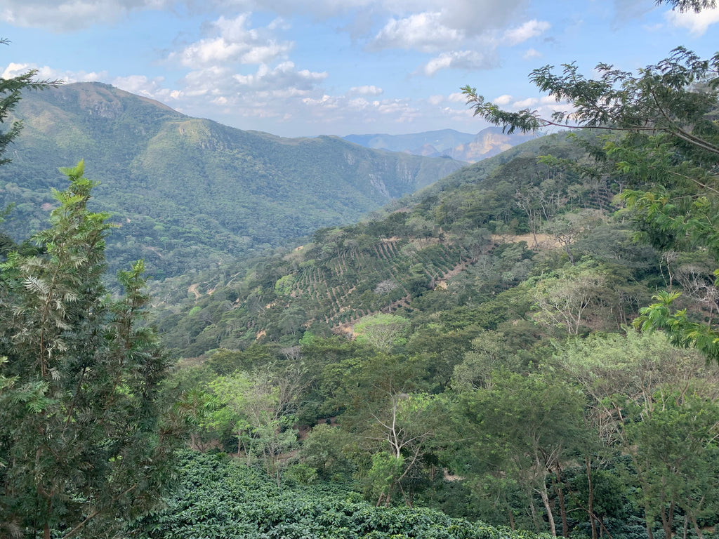 Finca Las Alasitas. Bolinda, Caranavi, Yungas, Bolivia | Hasbean.co.uk