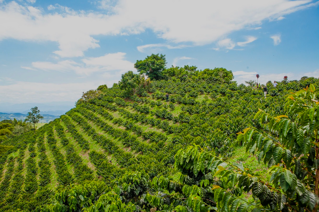 The view over Finca El Vergel, Colombia