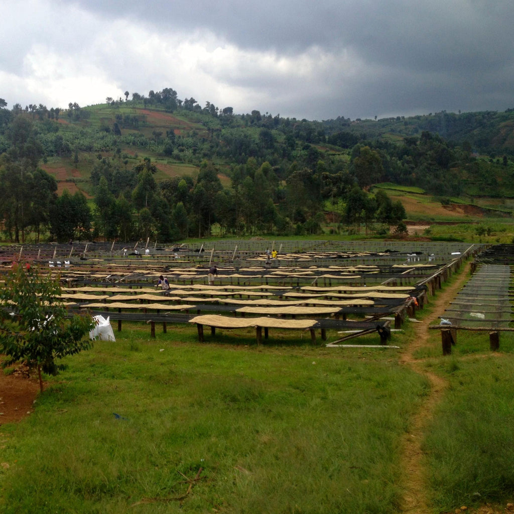 CAFEX Kirundo mill in Kirundo County, North East Burundi | Hasbean.co.uk