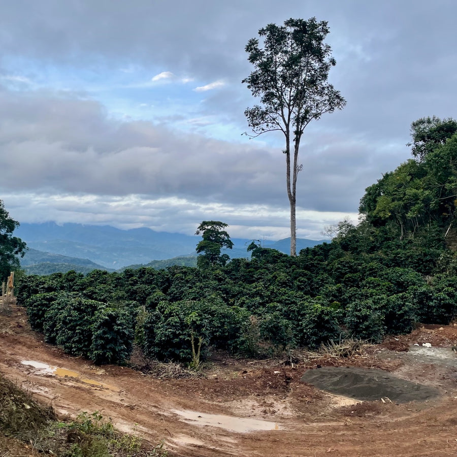 A view from Finca El Arcangel in Bolivia