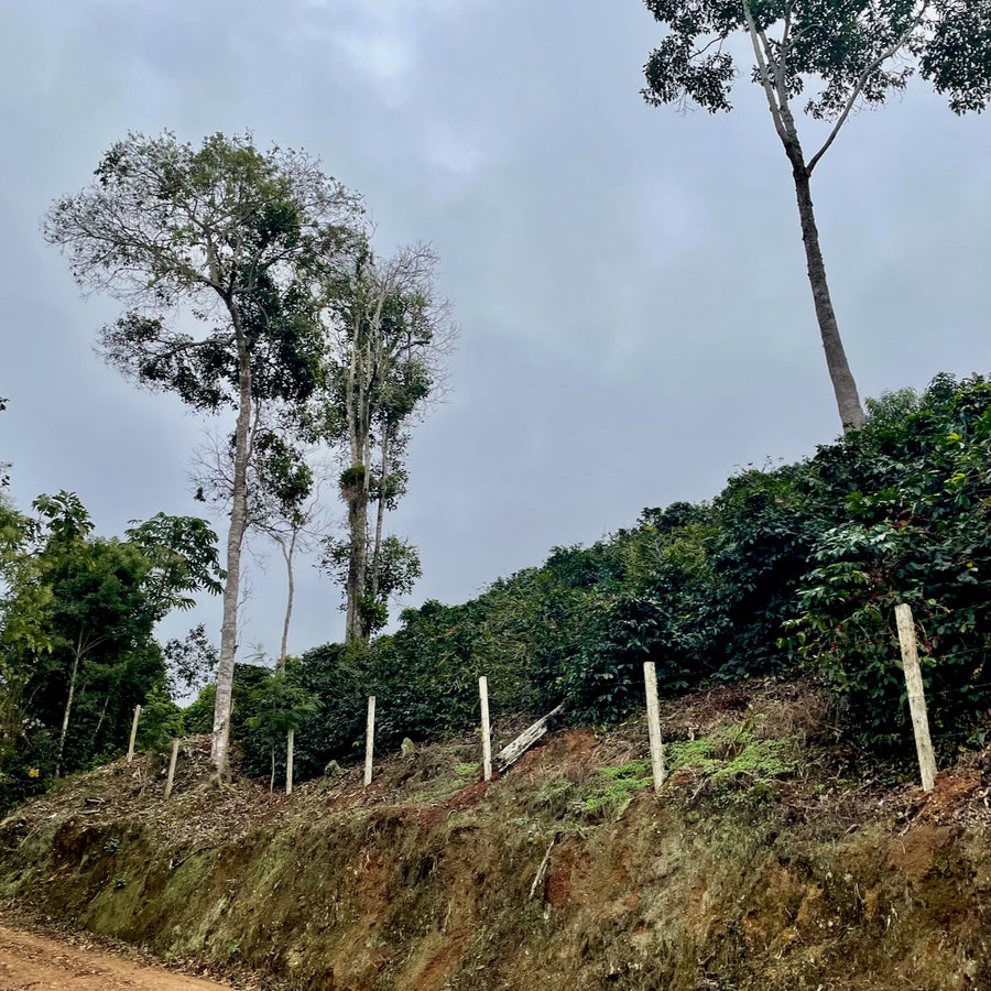 Renovation works and coffee growing at Finca El Arcangel in Bolivia