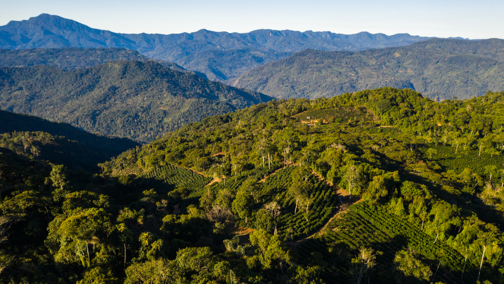 A view over Finca Don Carlos in Caranavi, Bolivia
