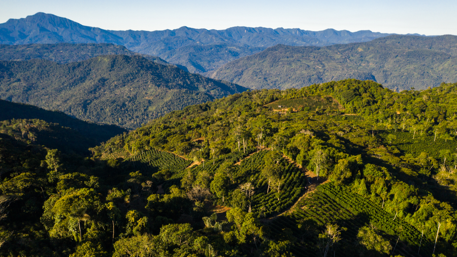 A view over Finca Don Carlos in Caranavi, Bolivia