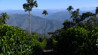 Coffee growing at Finca Don Carlos in Caranavi, Bolivia