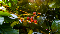 Coffee growing at Finca Don Carlos in Caranavi, Bolivia