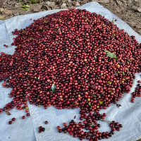 Freshly harvested coffee cherries from La Linda in Caranavi, Bolivia.