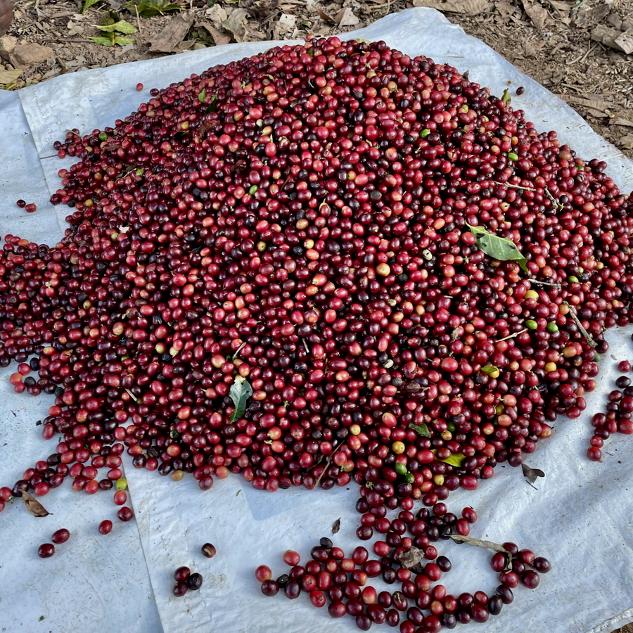 Freshly harvested coffee cherries from La Linda in Caranavi, Bolivia.