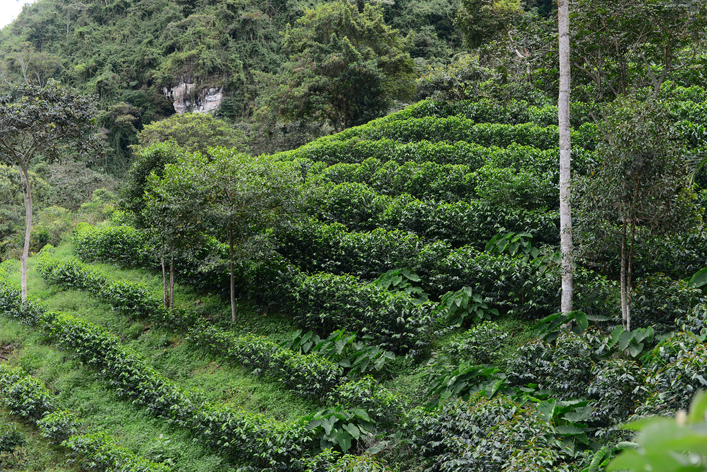 Coffee plants growing at La Palestina, Cajamarca, Peru