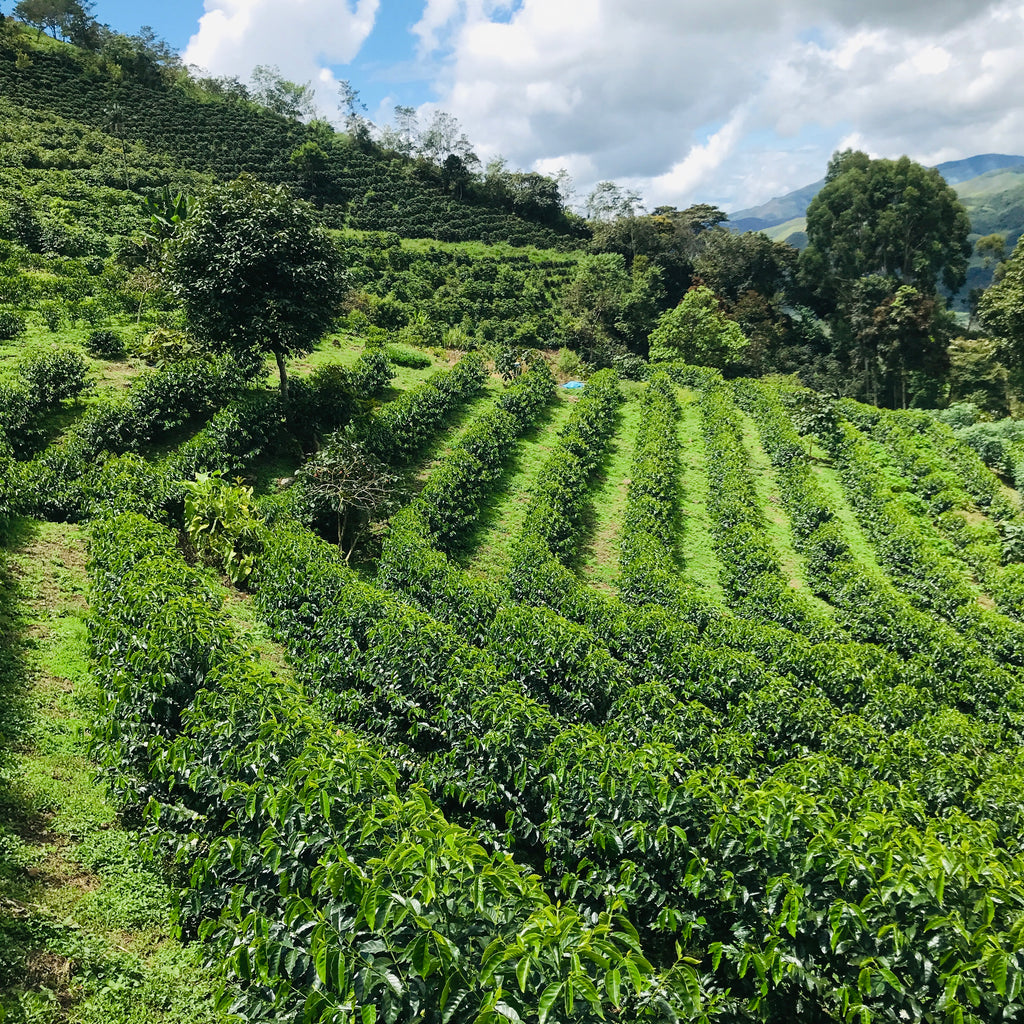 Coffee growing at La Palestina, Cajamarca, Peru