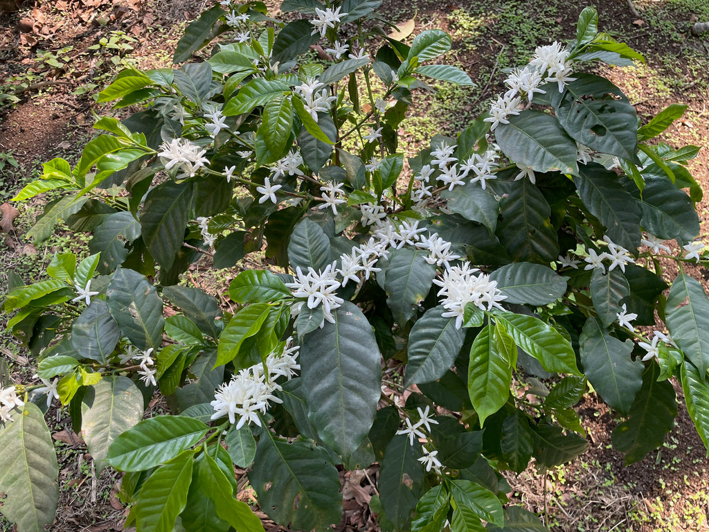 Coffee trees flowering at El Bosque in Amatitlán, Guatemala