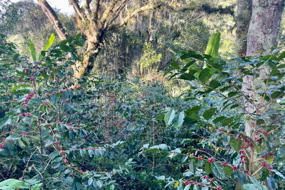 Coffee growing at El Equimite in Veracruz, Mexico