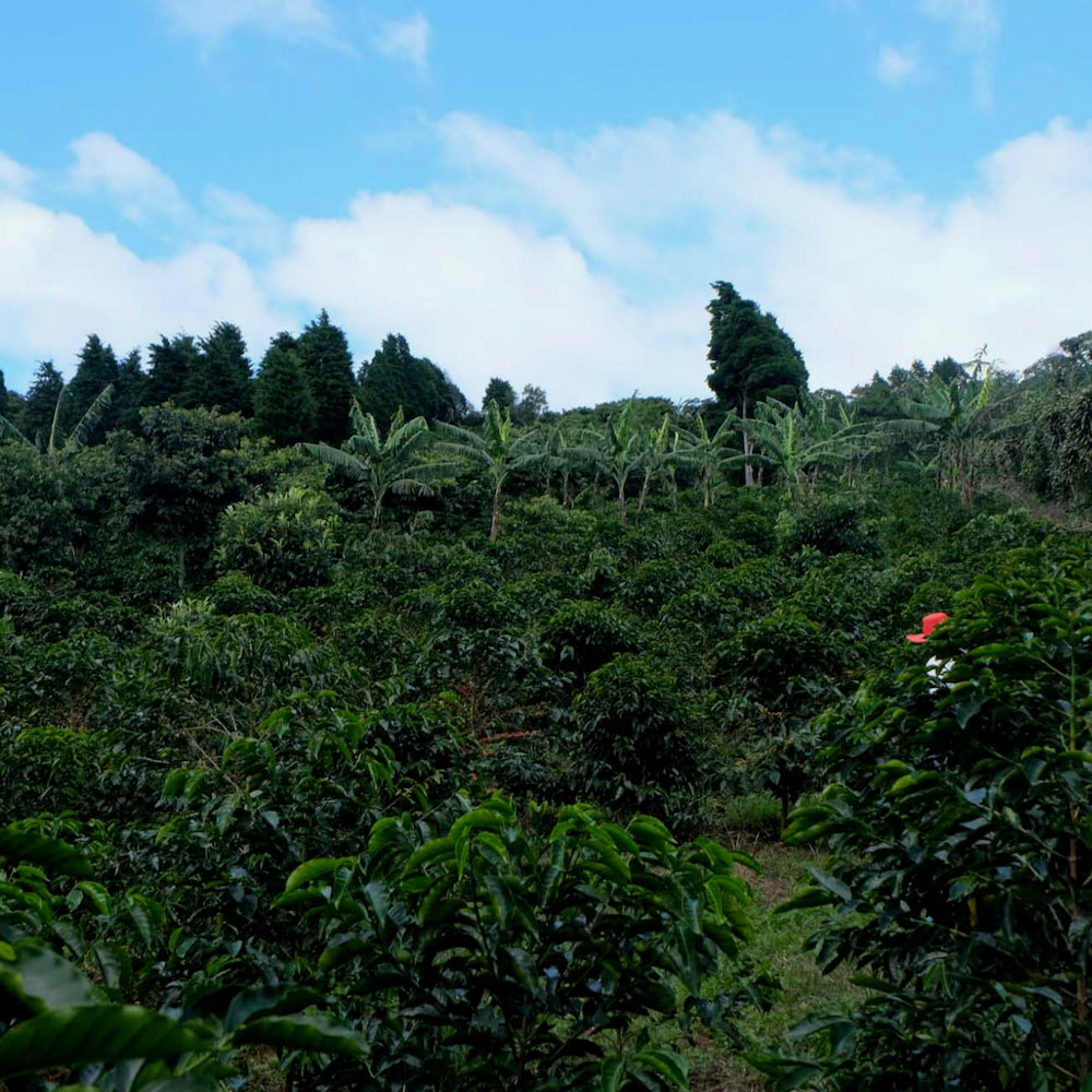 Finca Licho in Naranjo, Costa Rica