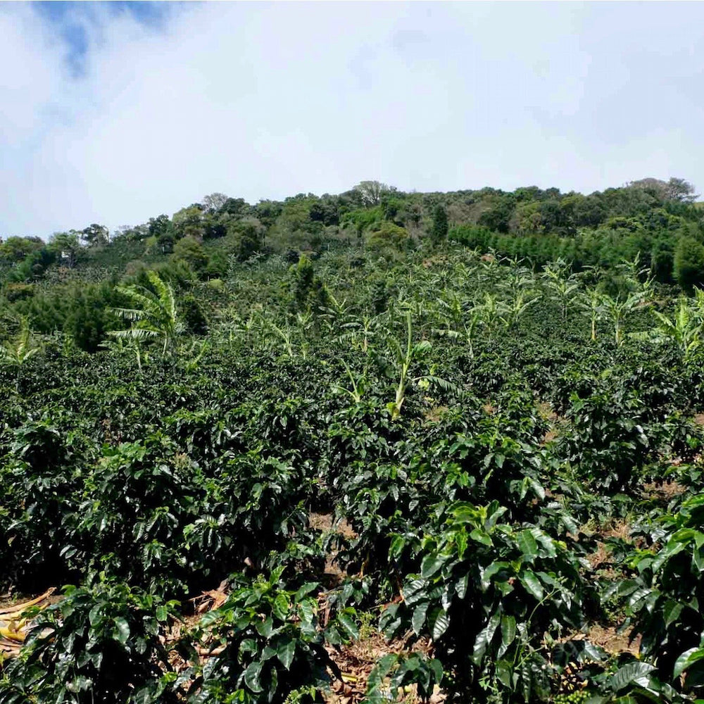 Finca Licho in Naranjo, Costa Rica