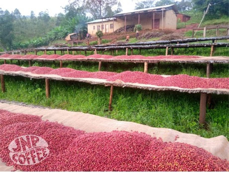 Coffee drying on raised African beds at the Hafi cooperative mill