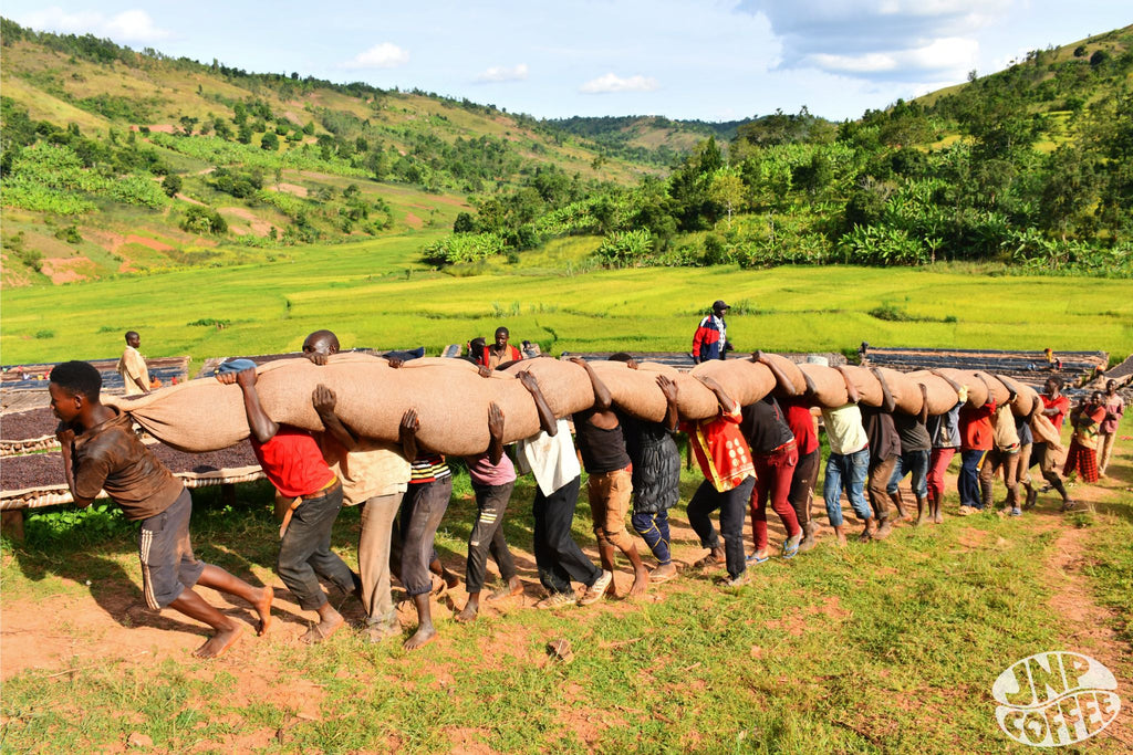 Members of the Hafi cooperative transporting coffee cherries from their raised African beds