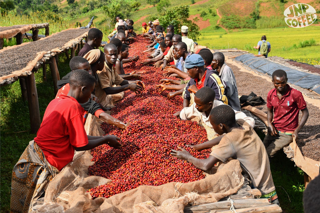 Members of the Hafi cooperative sorting coffee cherries on raised African beds