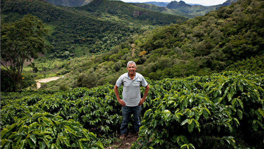 Pedro at Finca Las Alasitas. Bolinda, Caranavi, Yungas, Bolivia | Hasbean.co.uk