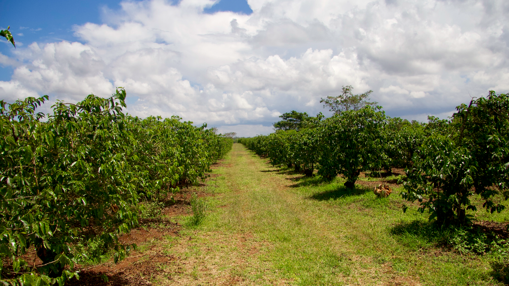 Coffee growing on the Kiriga Estate