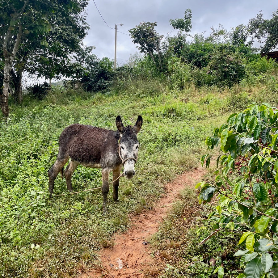 Eyner's donkey who helps transport most of the picked coffee cherries from El Cedro