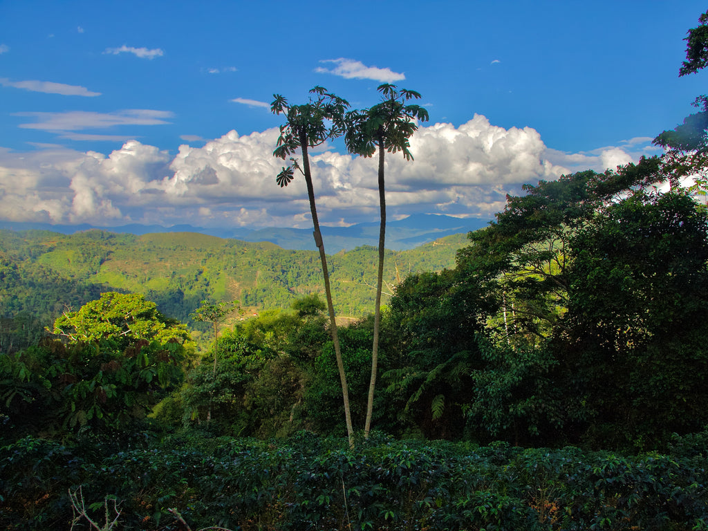 A view of the Bolinda colonia in Bolivia