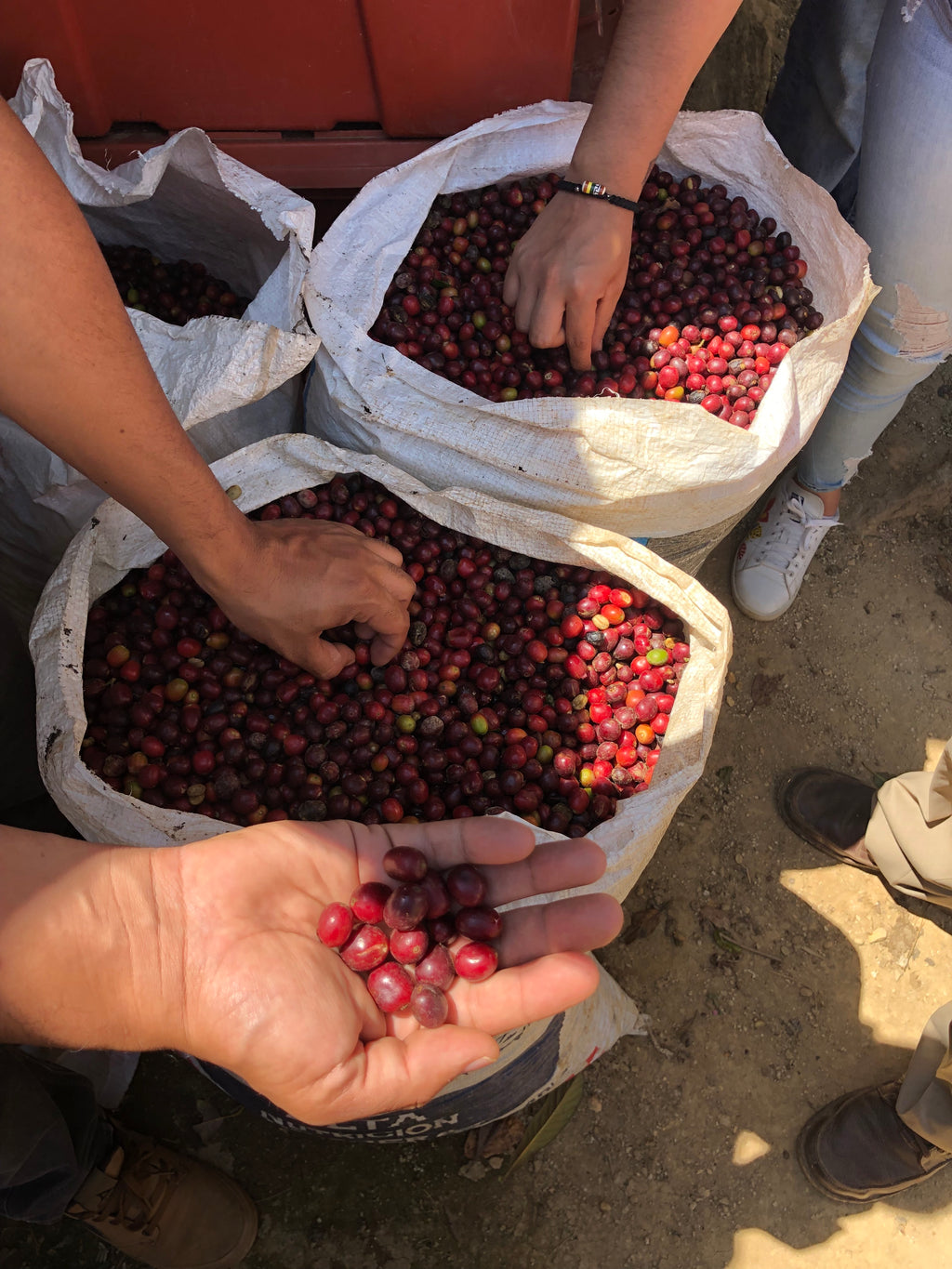 Coffee cherries | Hasbean.co.uk