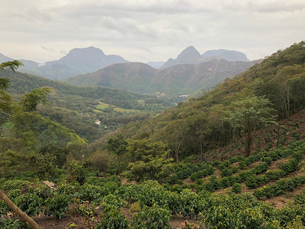 Finca Las Alasitas. Bolinda, Caranavi, Yungas, Bolivia | Hasbean.co.uk
