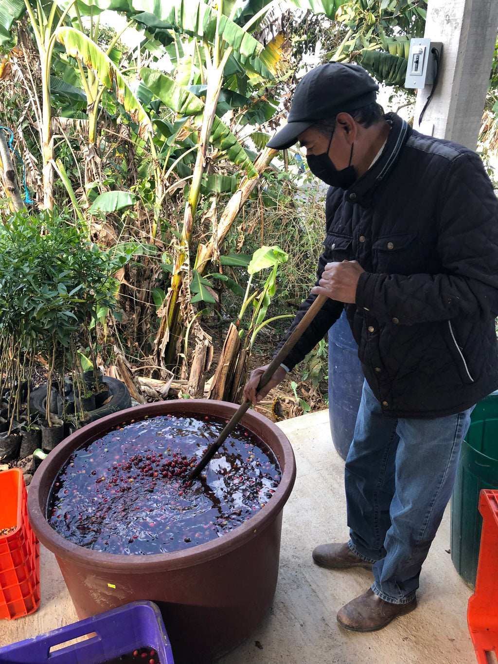 A worker processes the coffee cherries by first submersing them in water | Hasbean.co.uk